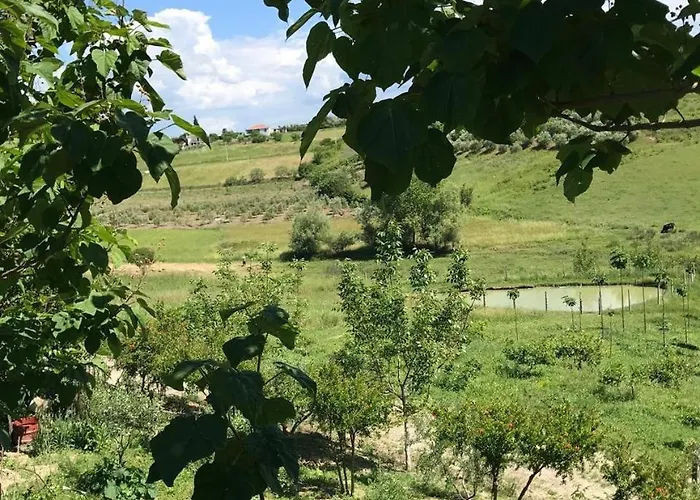 فيلة Blue دراس